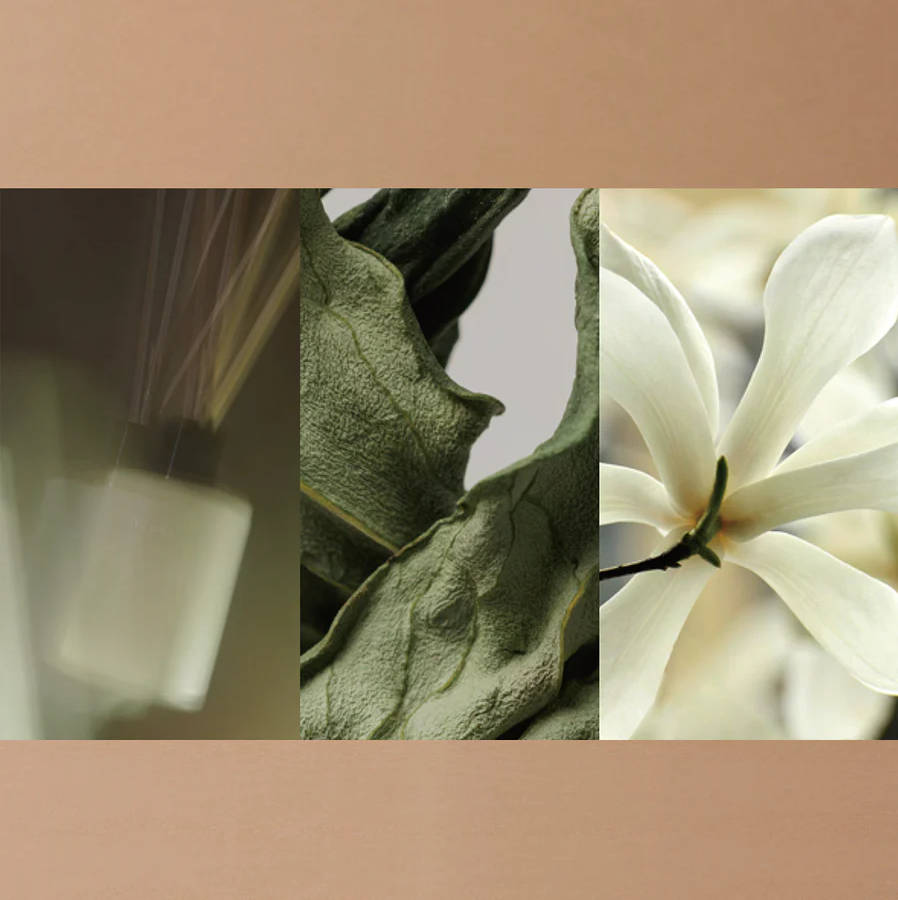 ꡼ƥ㥹ߥ ꡼ɥǥե塼Waphytoʥǥե塼