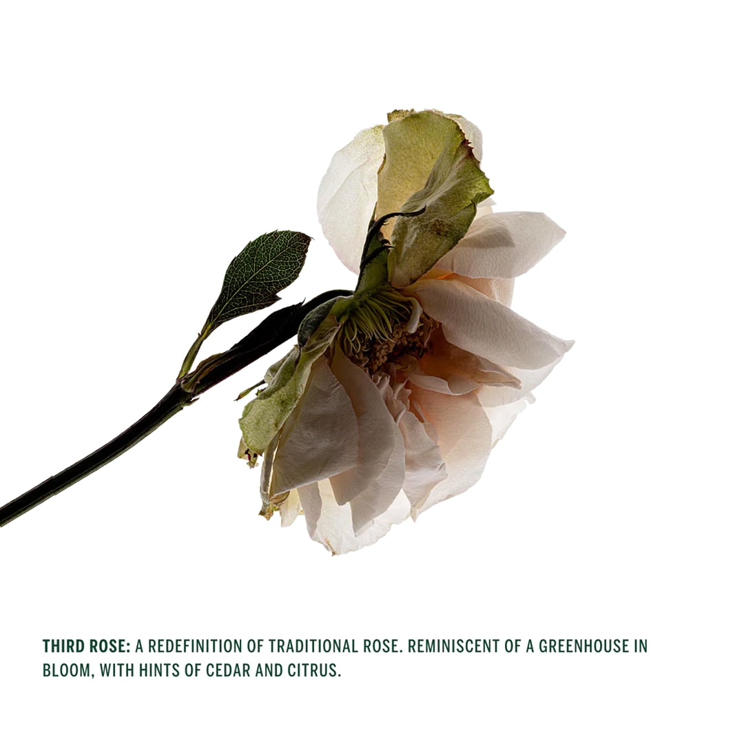 THIRD ROSE �ܥǥ���ե�å��她�ץ졼��CORPUS NATURALS�ʥܥǥ��ե쥰��󥹥��ץ졼��