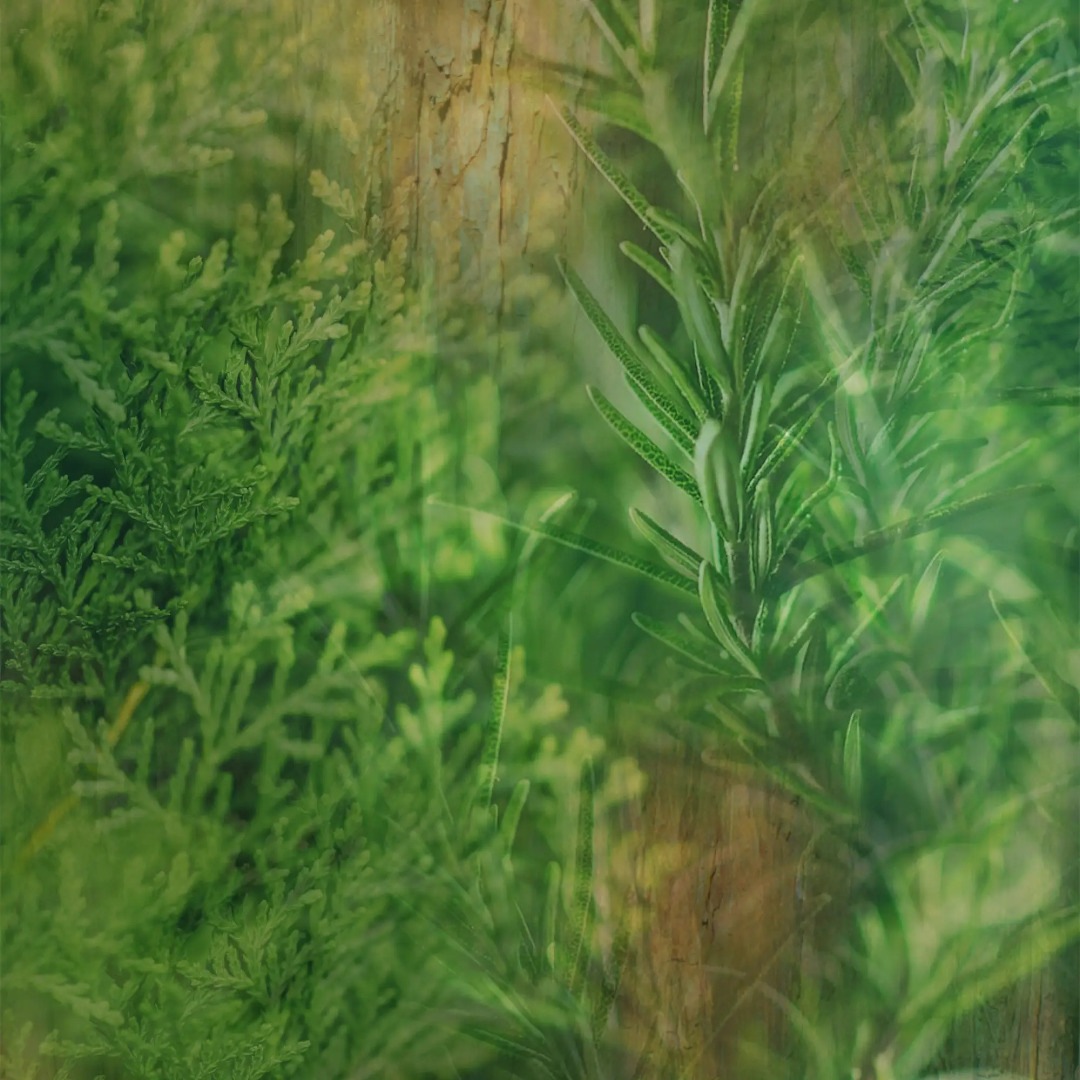 CIPRESSO E ROSMARINO HAND SOAP��DR. VRANJES�ʥϥ�ɥ����ס�