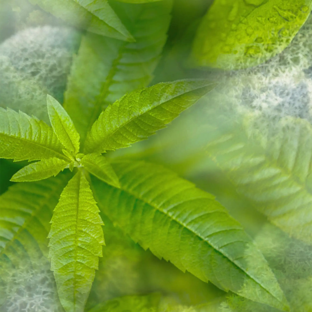 VERBENA HAND SOAP��DR. VRANJES�ʥϥ�ɥ����ס�