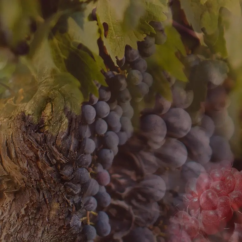 ROSSO NOBILE 750ml�� DR. VRANJES�ʥǥ��ե塼������