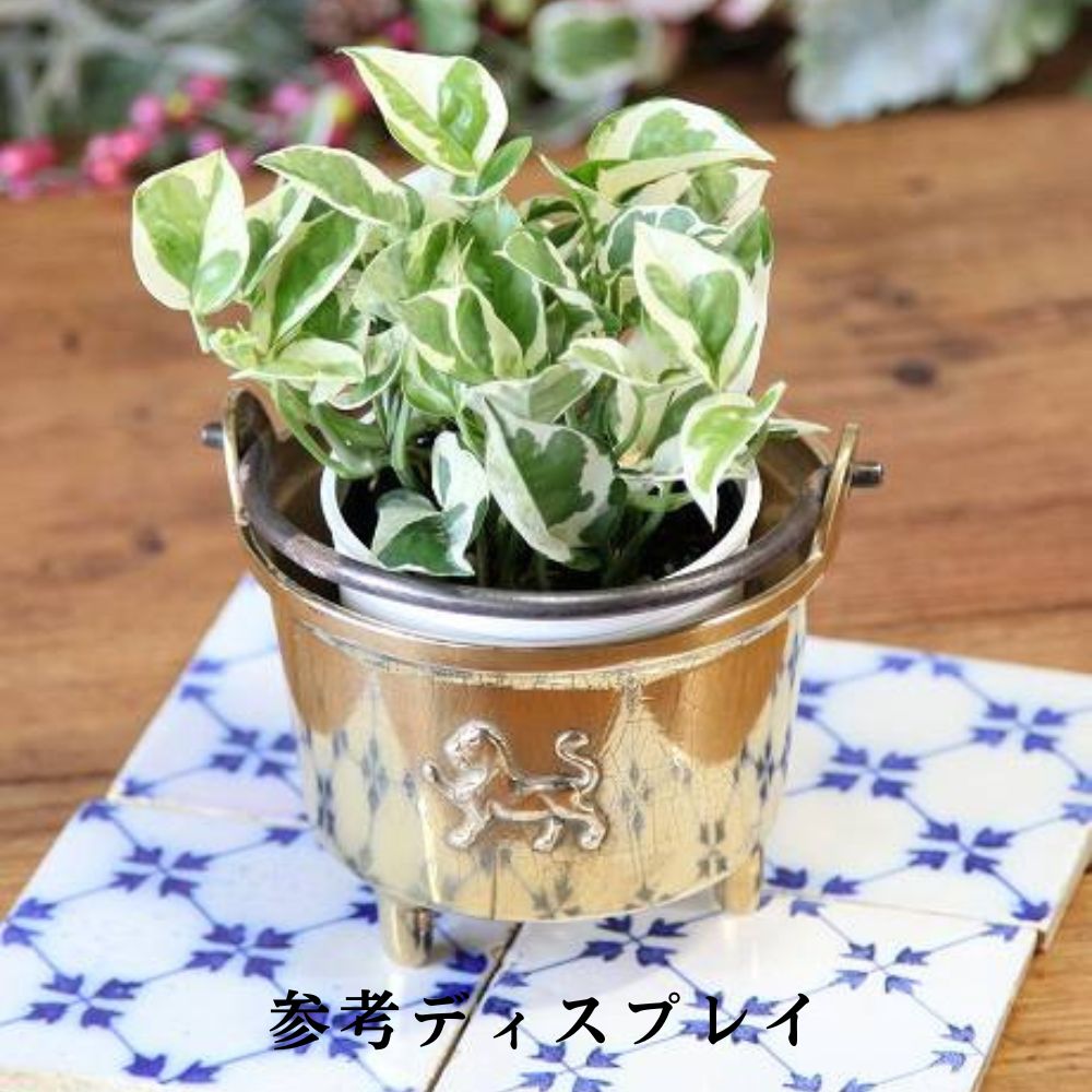 アンティーク イギリスで買い付けた 鋳型で作られた ハンドル付き 真鍮製 プランターポットにおすすめ 小さなバケツ