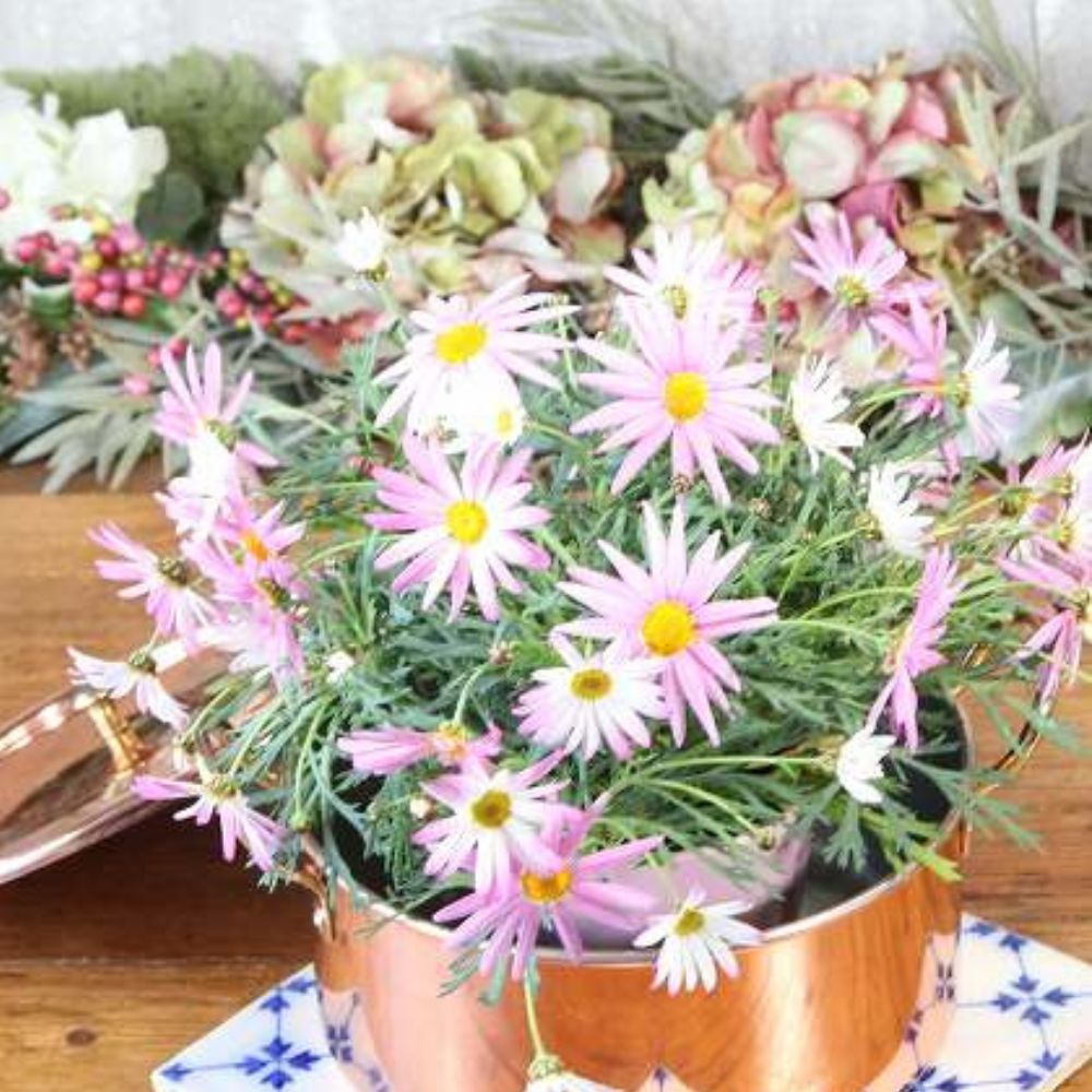 アンティーク イギリスで買い付けた キャンプやアウトドアで活躍 ハンドル付き 銅製（COPPER） なべ 鍋 ふた付き