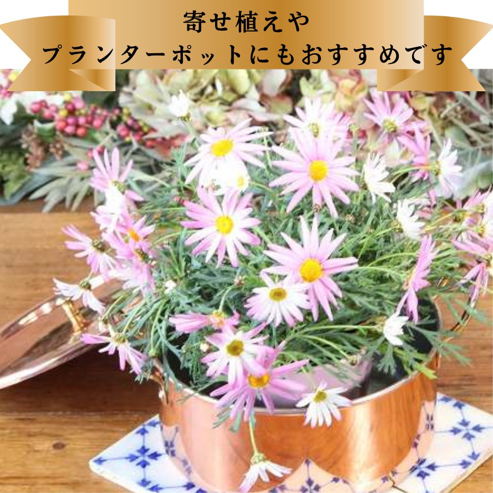 アンティーク イギリスで買い付けた キャンプやアウトドアで活躍 ハンドル付き 銅製（COPPER） なべ 鍋 ふた付き