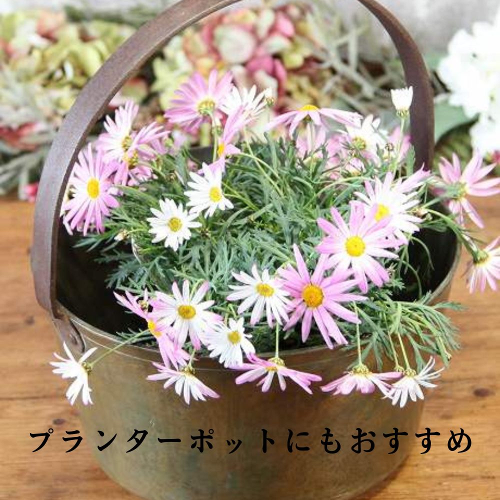 アンティーク イギリスで買い付けた キャンプやアウトドアにおすすめ ハンドル付き 真鍮製 なべ 鍋