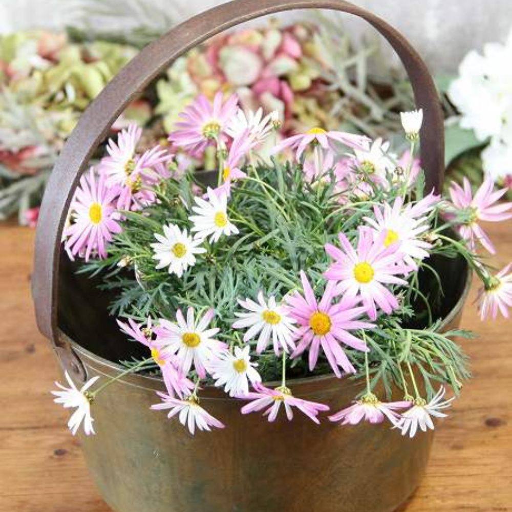 アンティーク イギリスで買い付けた キャンプやアウトドアにおすすめ ハンドル付き 真鍮製 なべ 鍋