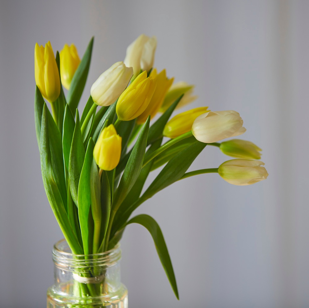 【季節の生花ブーケ】黄色のダズンチューリップ〈100-120サイズ〉