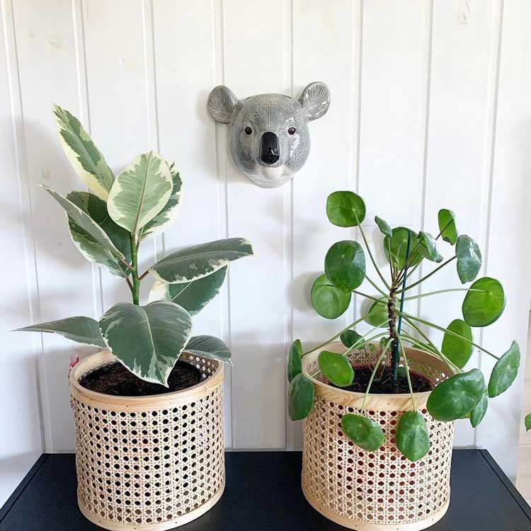 Quail Ceramicsの動物雑貨｜イギリス クエールセラミックス 直輸入