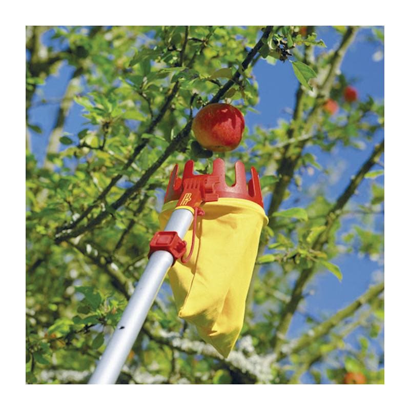 柑橘類の手入れ 剪定方法 平塚市 秦野市 剪定 伐採 除草 消毒なら木村植物園 お庭番ブログ ガーデニングツールプラント剪定せん断アンビルブランチシア果樹園曲げ Vladatk Gov Ba 柑橘類の手入れ 剪定方法 平塚市 秦野市 剪定 伐採 除草 消毒なら木村植物園 お庭番ブログ ガーデニングツールプラント剪定せん断アンビルブランチシア果樹園曲げ Vladatk Gov Ba