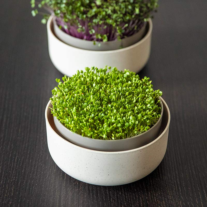 �ۡ��ॹ�ץ饦���� �� �ץ饹�ƥ��� ��plastia�� ���å���ڱ७�å�