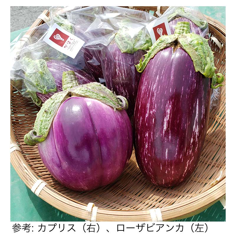 ���ۤ������ꥢ��� 7 - 8�糧�å� �ͤ�礻�ڤ��ۤ������ꥢ��ڸ�����  ��������������