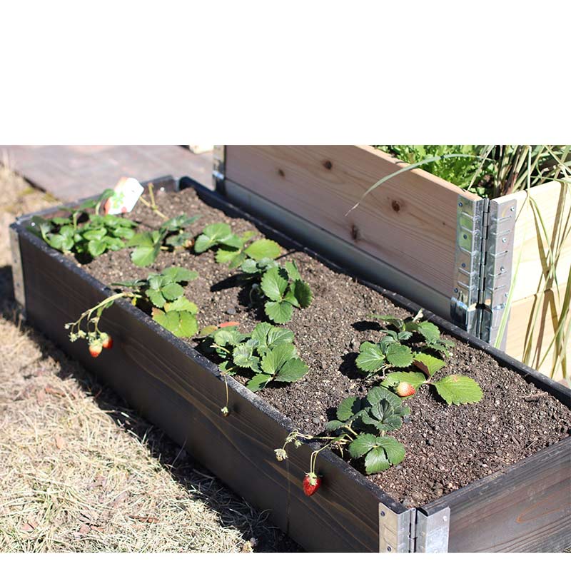 ǥܥå 㥹դ١  ѥ١a+ǥ