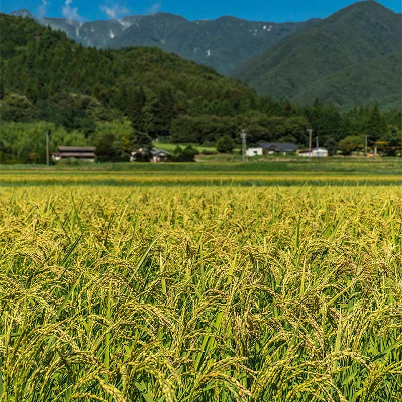 ǻ  ְݼԼˡɻ ײ򥻥åȡ720ml /   ڵŹ