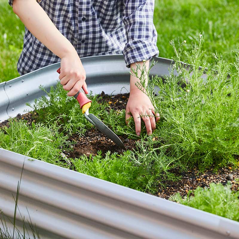 Vitavia �����ǥ�٥å� �� �쥤���ɥ٥å� ��Vitavia��