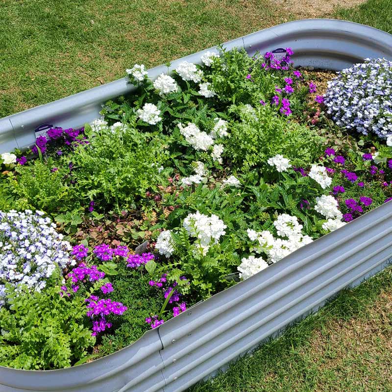 Vitavia �����ǥ�٥å� �� �쥤���ɥ٥å� ��Vitavia��