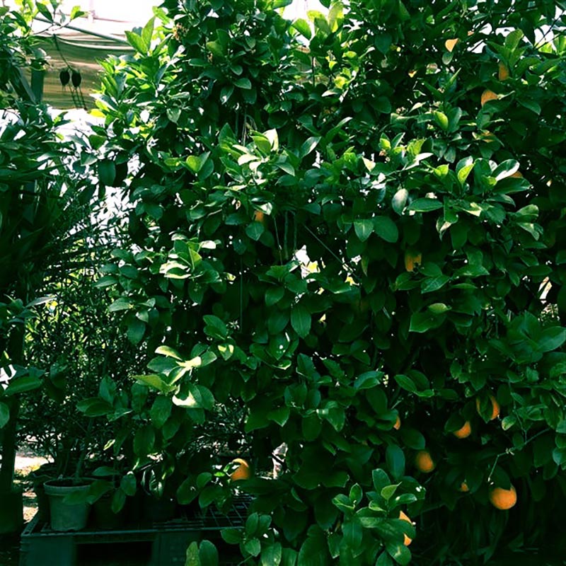 ���󥨡������ꡪ�������3�5�糧�å� 6������ 330ml���ڥå��꡼�ӡ��� ��PECCARY BEER��