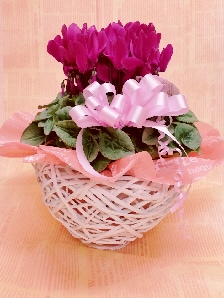 ڤդۡڥեȡ̵ۡ