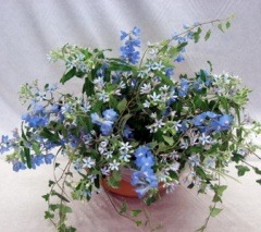 �֥롼��ǻø������Ū