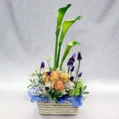 ���Ƥ������������顼�Τ��ζ�����