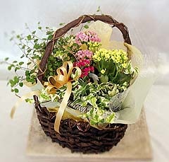 �󤻤��� �ܤβ֡�