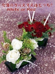 Sacred Night������̵���ۡڥ��ꥹ�ޥ��ý���