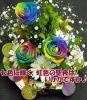 Rainbow Star【送料無料】【クリスマス特集】
