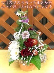 Apple��Tree������̵���ۡڥ��ꥹ�ޥ��ý���