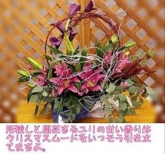 Noble Lily̵ۡڥꥹޥý