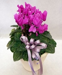  Deep  Pink̵ۡڤۡڤǯ