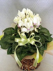  Light  Yellow̵ۡڤۡڤǯ