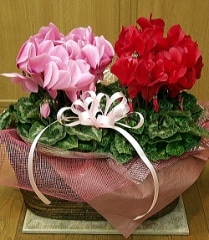  Pink&Red̵ۡڤۡڤǯ