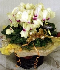  Light  Yellow̵ۡڤۡڤǯ