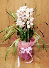 ԥ Pale Pink̵ۡڤۡڤǯ