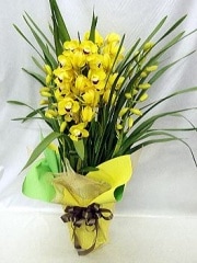 ԥ Yellow̵ۡڤۡڤǯ