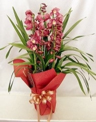 ԥ Redish  Pink̵ۡڤۡڤǯ