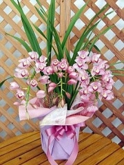 ԥ Bended LightPink̵ۡڤۡڤǯ