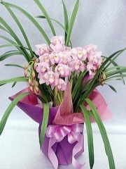 ԥ Bended  PalePink̵ۡڤۡڤǯ