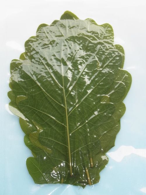 柏葉 緑 かしわば みどり ５０枚 和菓子材料 菓子材料 その他 あんこの内藤 明治創業あんこ専門店 和菓子材料 つぶあん こしあん 白あん