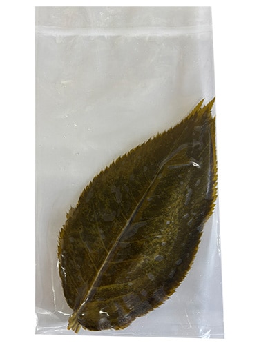 �� ���� (���Ҥ�) �㿧 20�� �²ۻҺ���