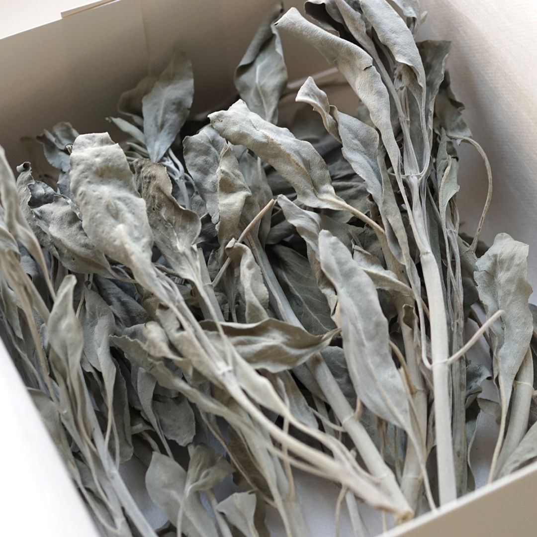 邦楽 LUCA CLOUD 国産(滋賀県) ホワイトセージ 無農薬・自然栽培 30g LUCAS