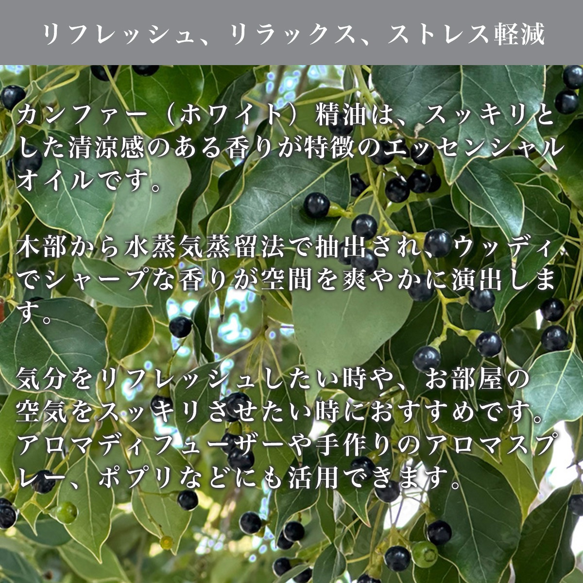 ����ե��� ���å��󥷥�륪����ڥ�ե�å��塢���å��������ȥ쥹�ڸ��� ŷ��ͳ����ʬ100% Camphor ����