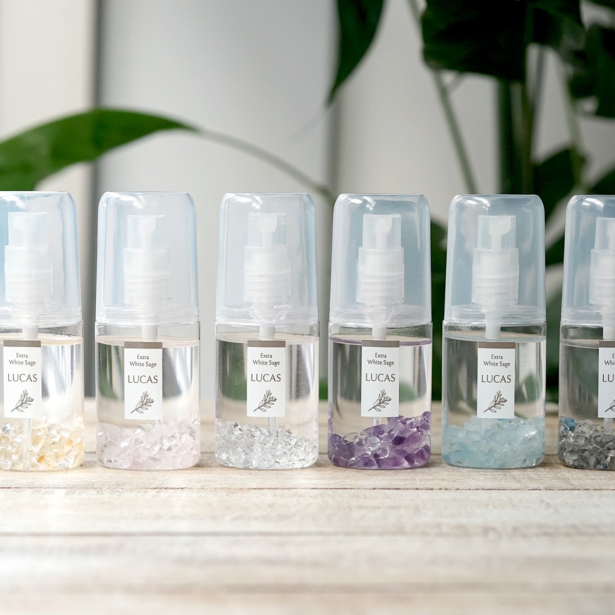 ���ѥ��ץ졼�إåɡ�[ 20ml �ץ饹���å��ƴ� ] ����Ź����� ̵����