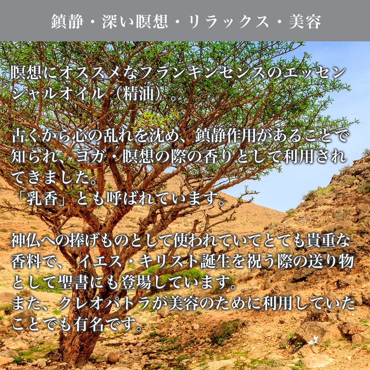 ե󥭥󥻥 å󥷥륪šۡåơ ŷͳʬ100% Frankincense 