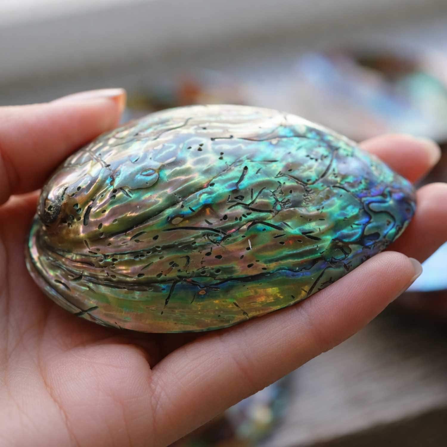 ���Х��󥷥����S�������ˡ��ۥ磻�ȥ�����������ξ����ѹ�ϧ