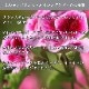 ����������˥��� ���å��󥷥�륪����ڥۥ���Х�󥹡��������󥰥��������ΰ��š�ŷ��ͳ����ʬ100% Rose Geranium ����