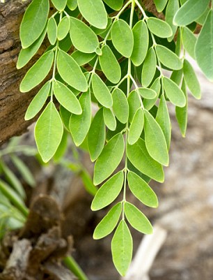 󥬥ѡ꡼եѥ100gˡADUNA