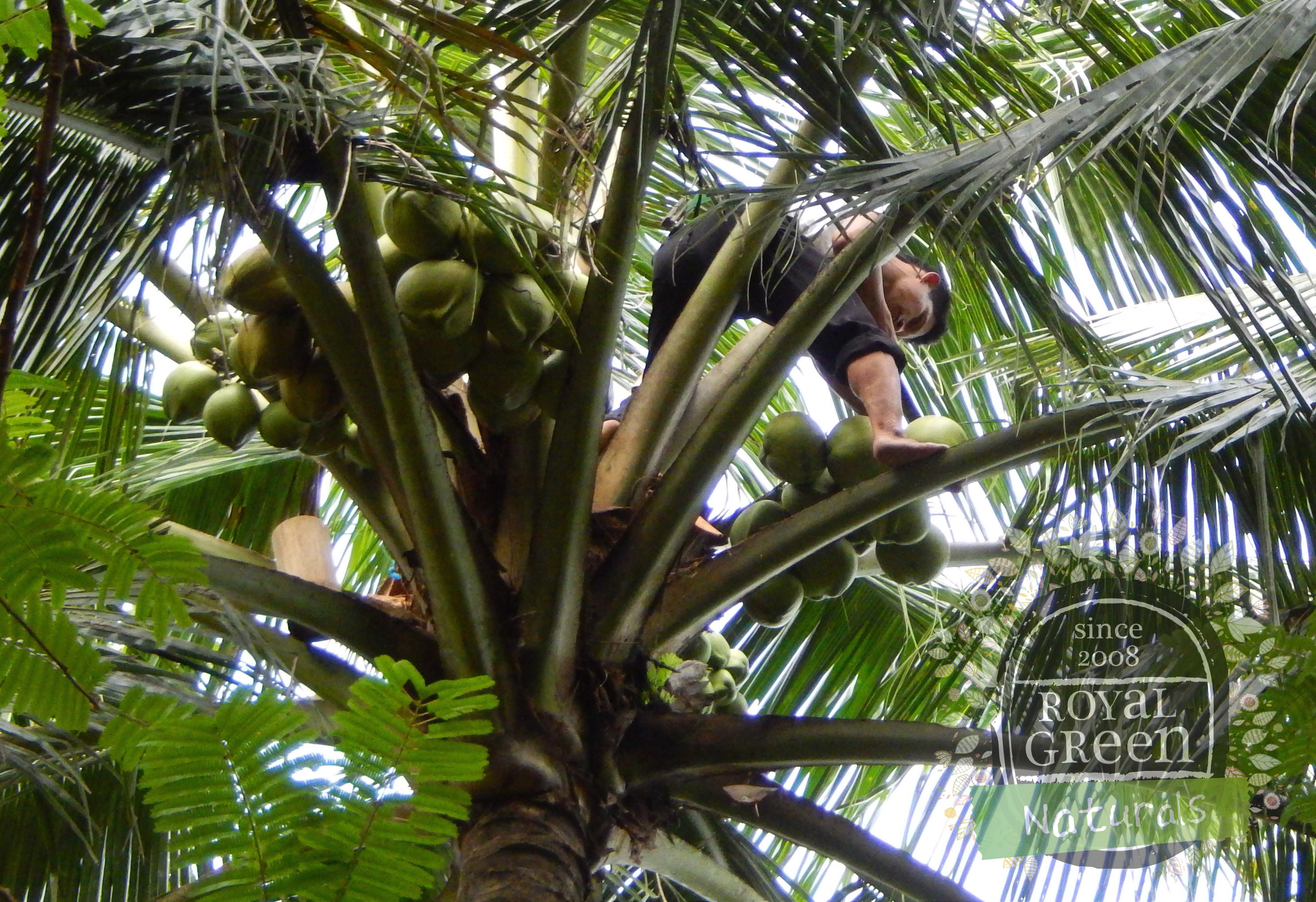 �����������ͭ���������ȥ�С����� �����ʥåĥ�����325ml��2�ġ�Royal Green