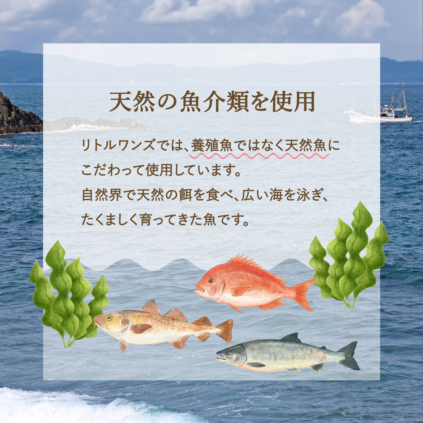 天然マグロ丼(12ヶ月頃から)