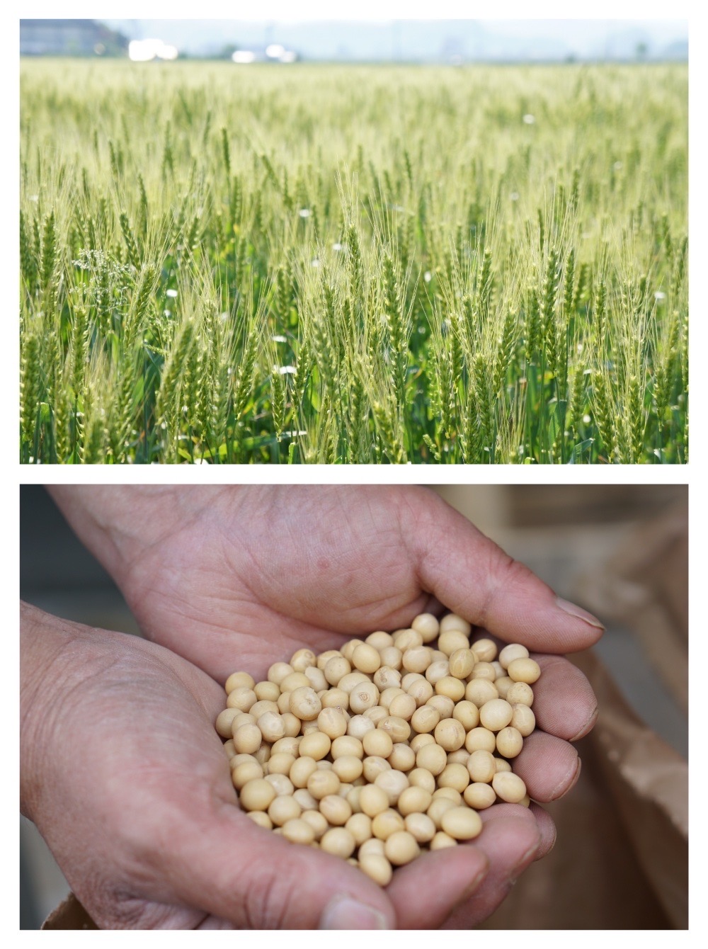 【まとめ割3本】国産有機醤油