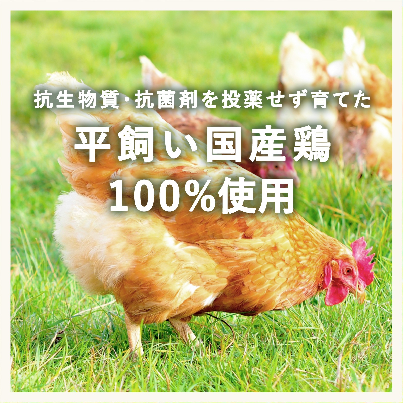 ゴロッと具だくさん平飼い国産鶏のクリームシチュー(2歳頃から)